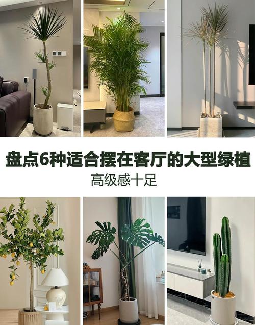 大型绿植装修进场：12个你必须知道的实用问题解答