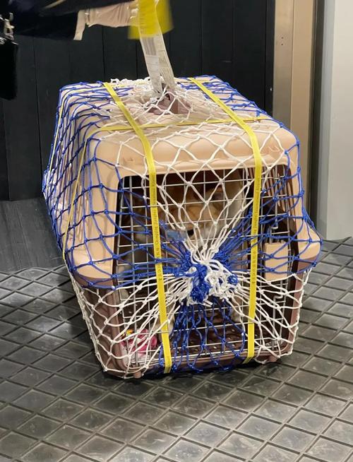 宠物托运加固后的航空箱实拍