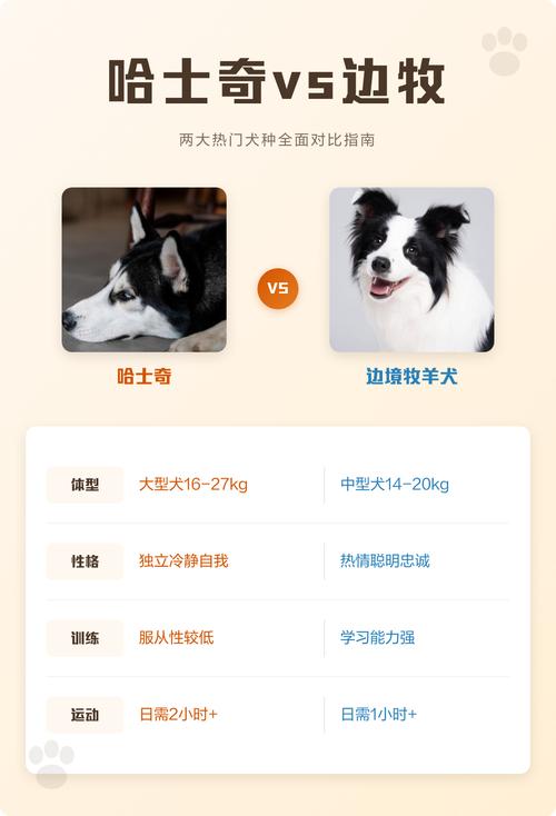 边境牧羊犬与哈士奇性格差异对比照