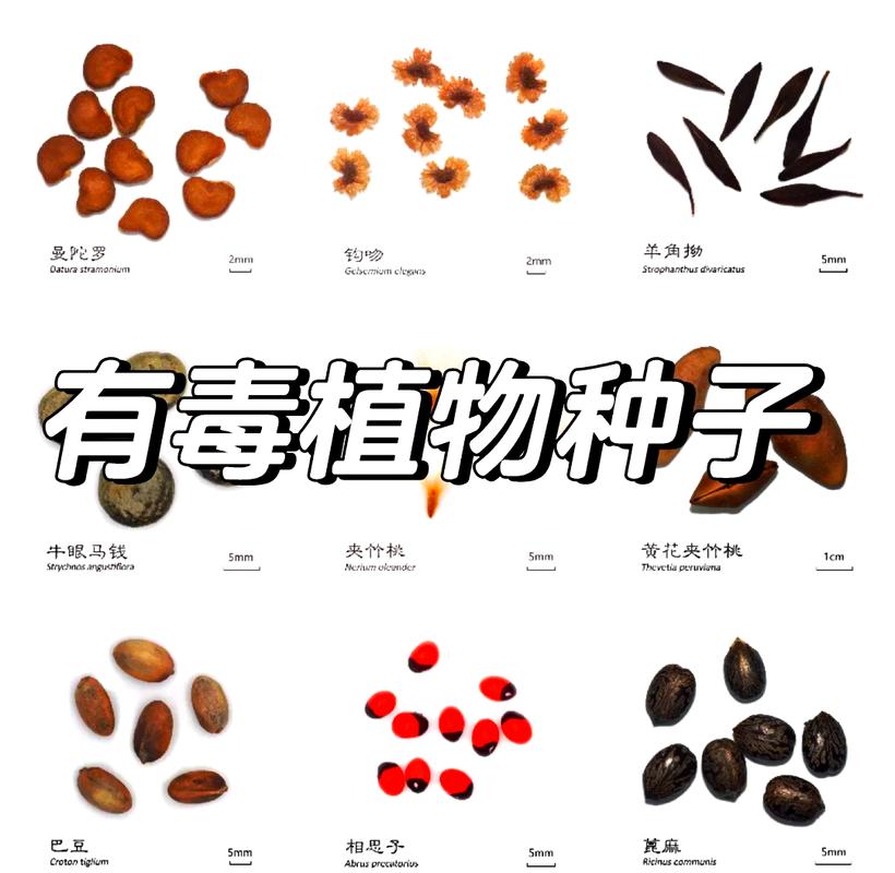 常见可食用与不可食用种子对比图