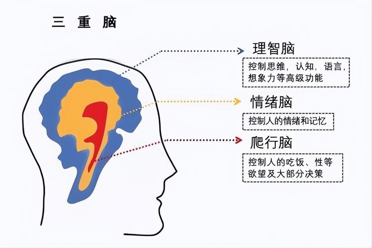 大脑警报器与理性思考关闭示意图
