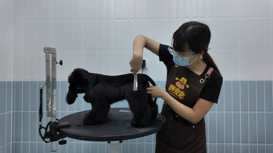 宠物美容师给小型犬修剪毛发工作场景