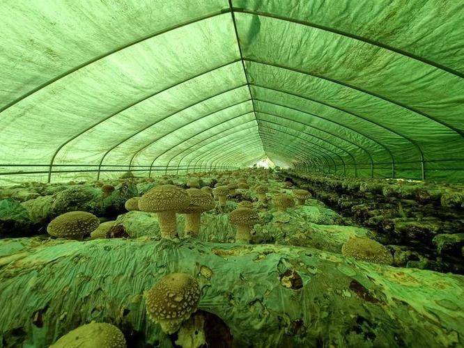 湖北南漳荆山山林香菇种植基地风光