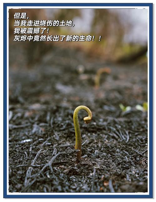 破局的小火苗，已经在缝隙里长出来了