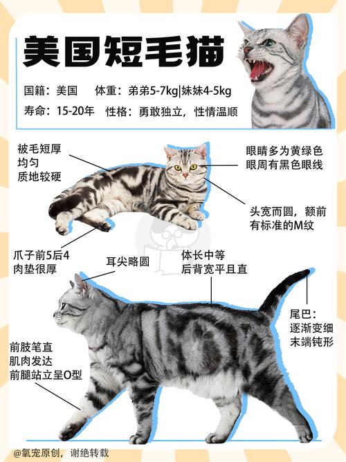 它到底是个什么东西?