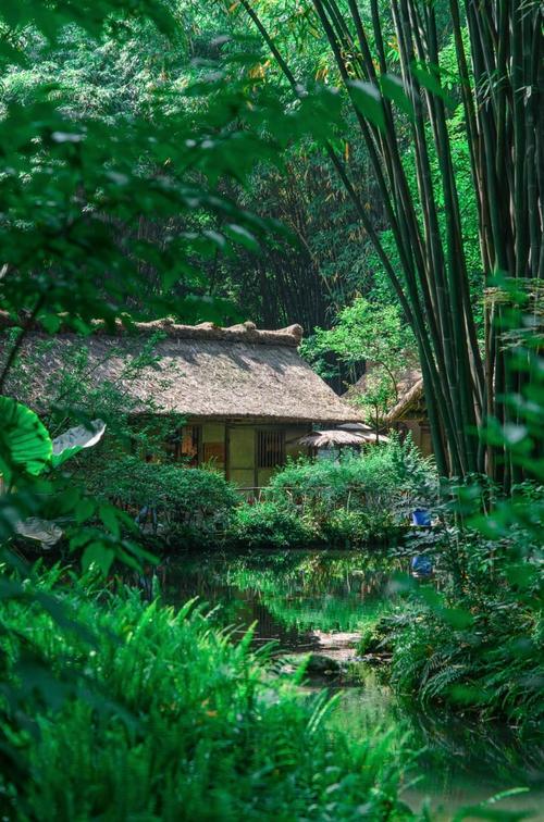 杜甫草堂茅屋逆光竹林