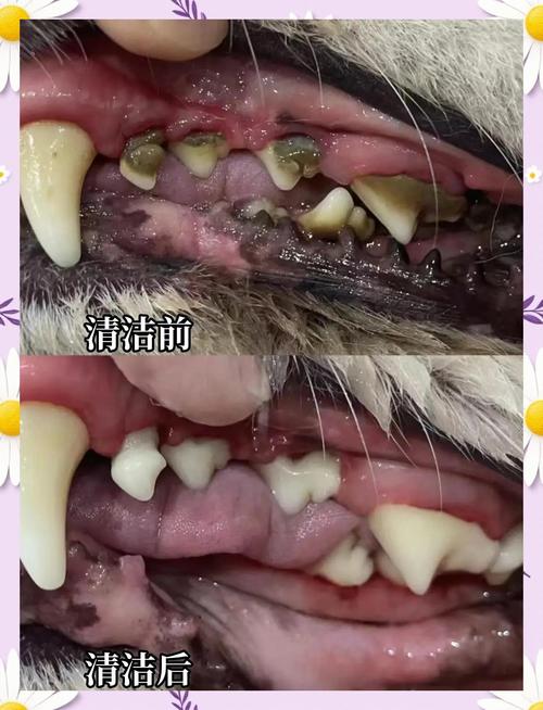 狗狗轻度重度牙结石对比实拍