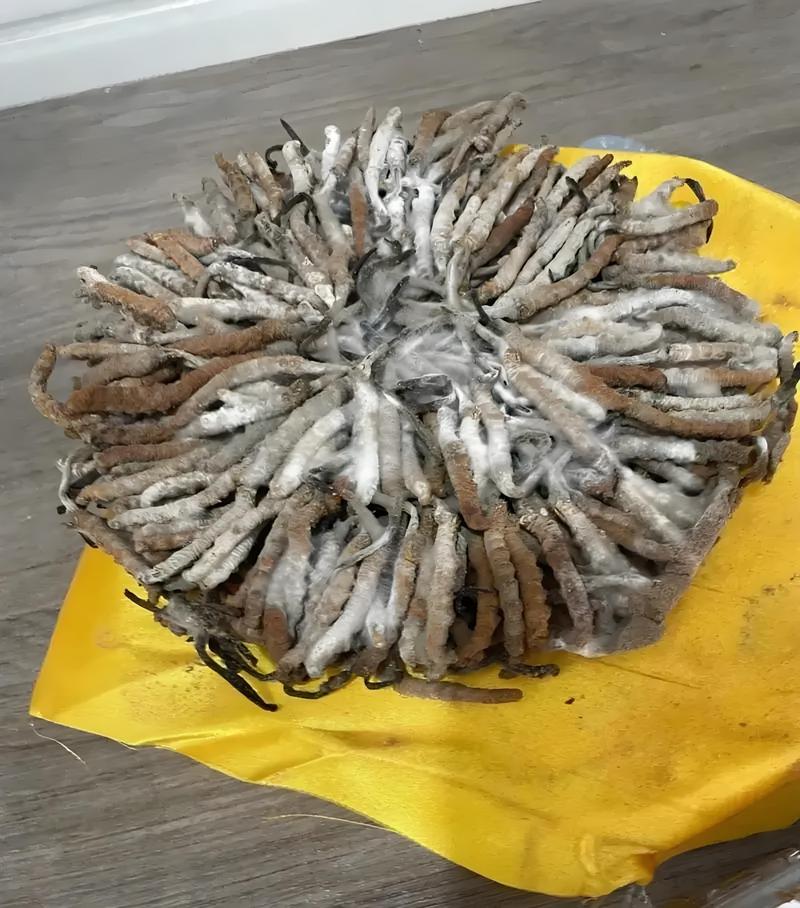 草本干料低温存放:老药工攒了一辈子的干货-仁者医