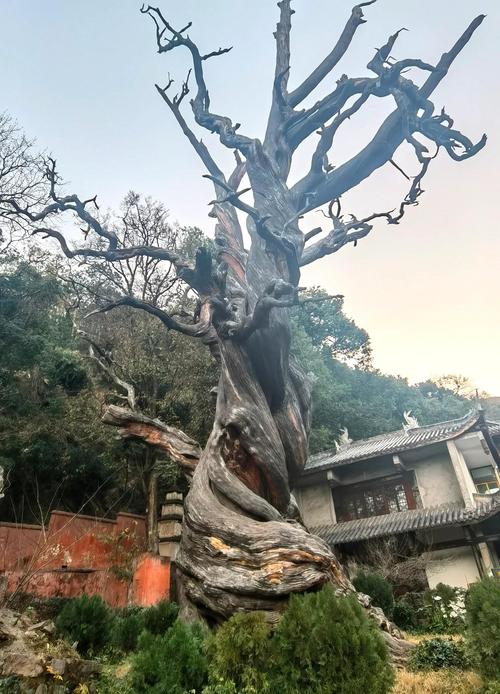 阆中古城桓侯祠千年古柏