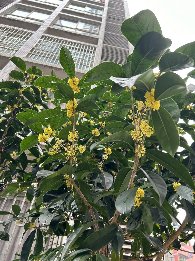 城市街头桂花树迟迟开花现象，背景有高楼和行人