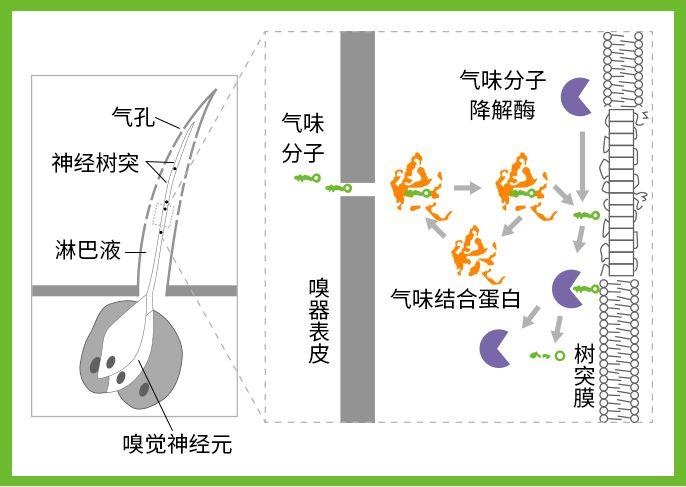 蚊子追踪人体气味路径示意图