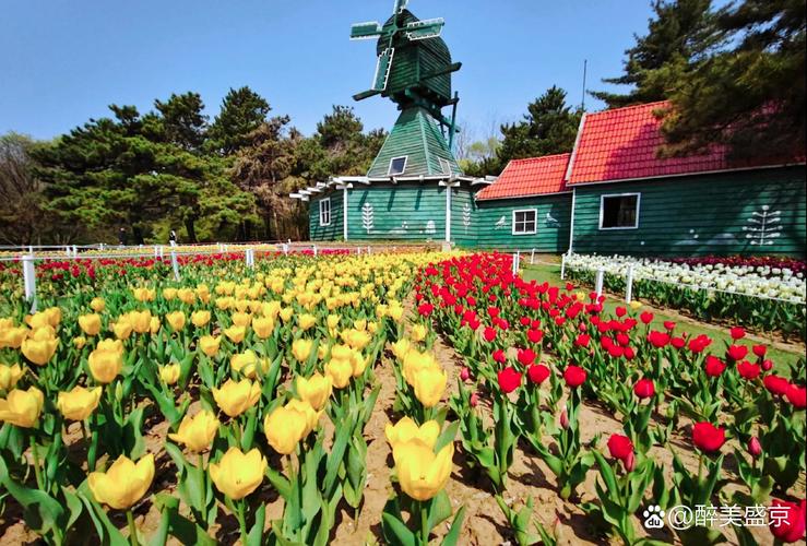 沈阳世博园春季郁金香花海