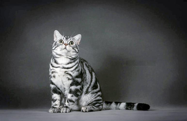 猫咪吐在灰色客厅地毯上的场景图