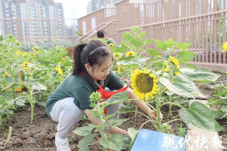 小学自然课上老师蹲在操场帮学生夹向日葵标本的场景