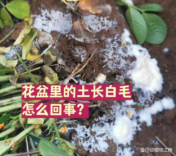 盆栽土壤表面长有白色霉菌 特写