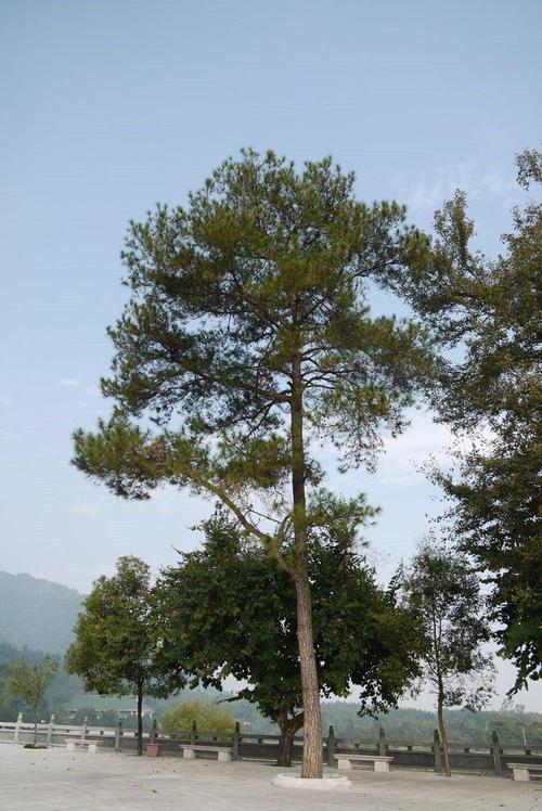 浙西山村山坳里的马尾松承包林