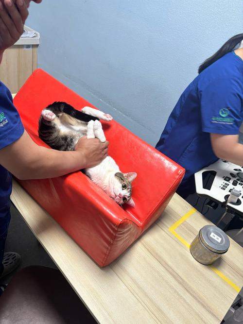 宠物医院兽医给流浪猫扫宠物微芯片场景