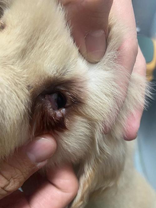 狗狗眼周倒睫实拍
