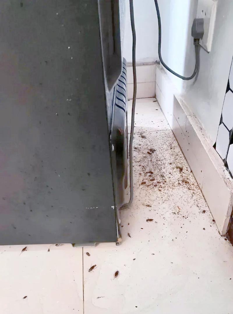 厨房腐烂厨余垃圾滋生蟑螂实景图