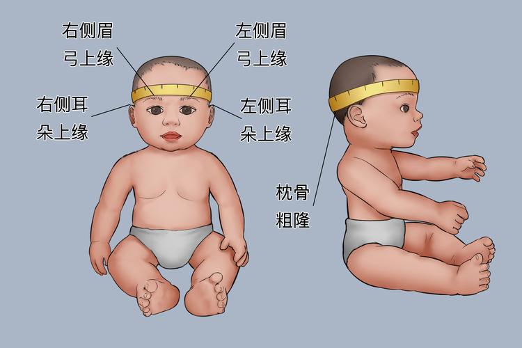 婴儿头围正确测量方法示意图