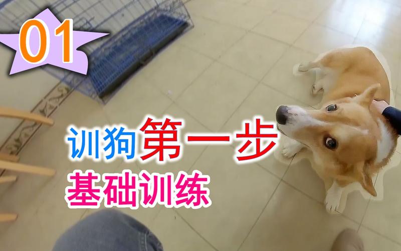 练错了，真的会伤狗