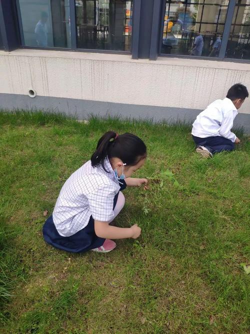 双减后小学生放学后在小区花坛捕昆虫