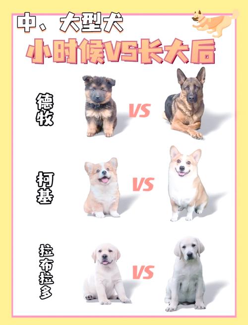幼犬社会化关键期恐惧反应发育对比图