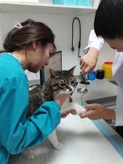 宠物医院猫杯状病毒核酸检测采样图