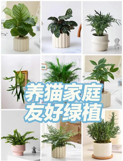 宠物猫与室内绿植安全距离摆放示意图