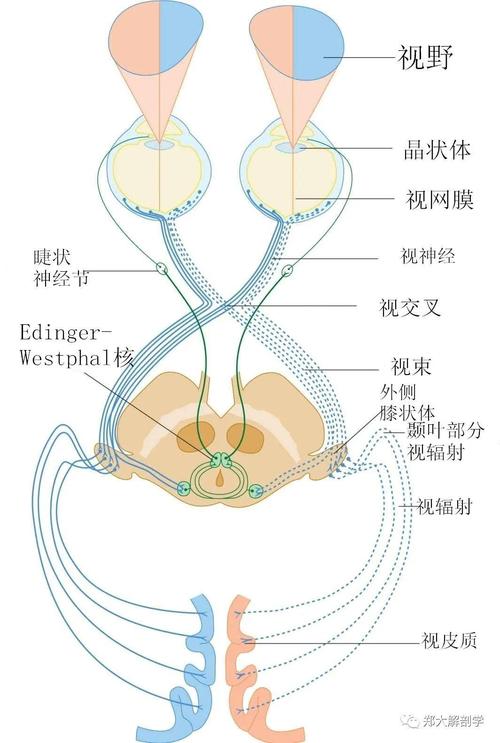 人体视交叉上核生物钟调节路径示意图