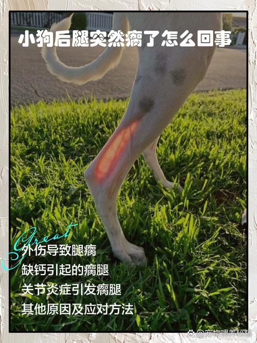幼犬钙磷比失衡后腿外八实拍图