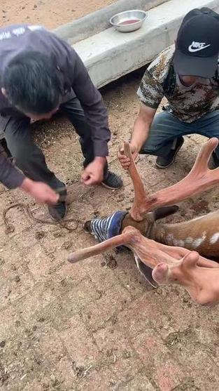 梅花鹿茸割锯过程 养殖场专业