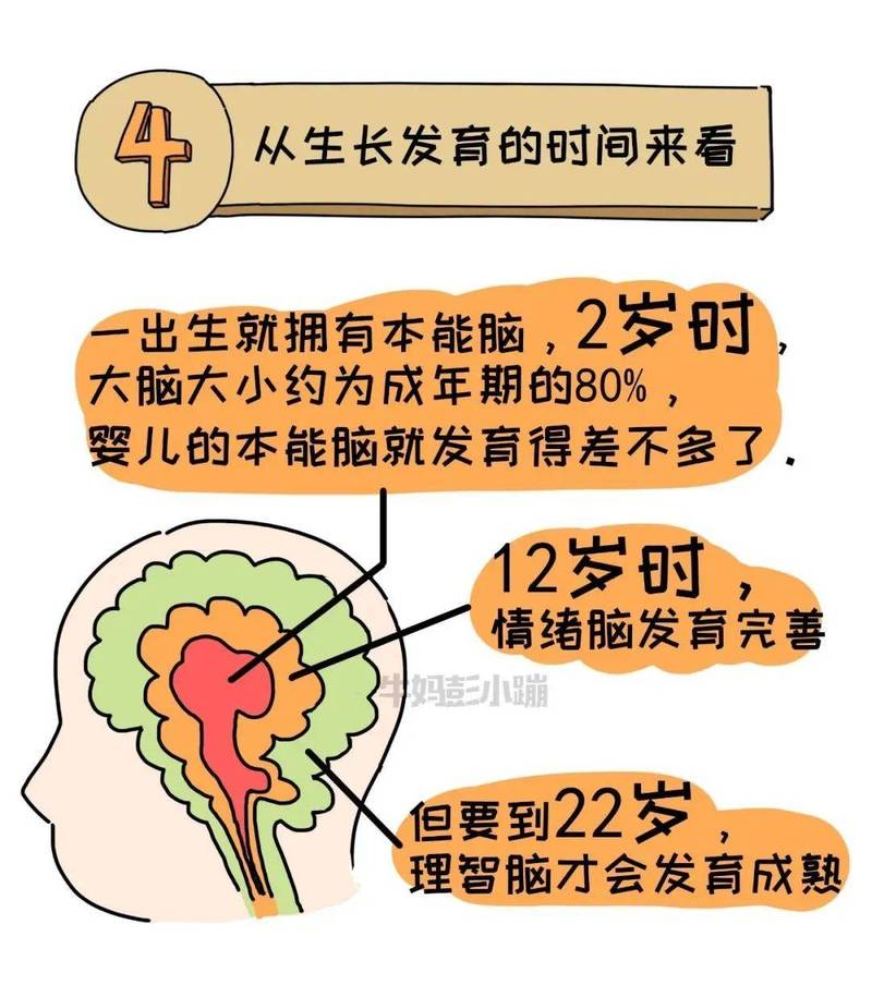 青春期大脑发育示意图