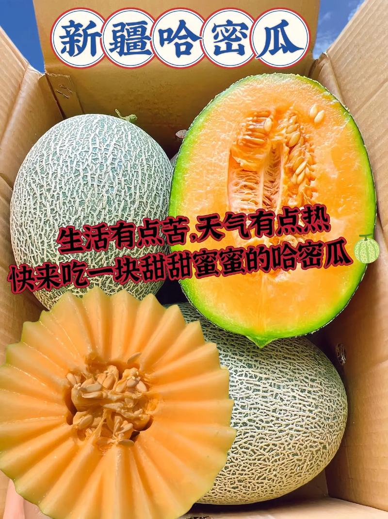 哈密瓜和甜瓜，熟了就得赶紧吃