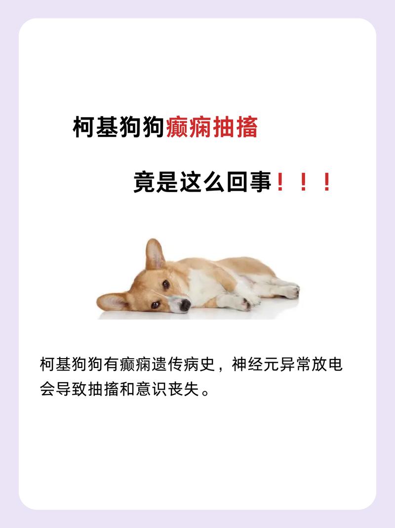 得了癫痫，宠物就只能等死吗？