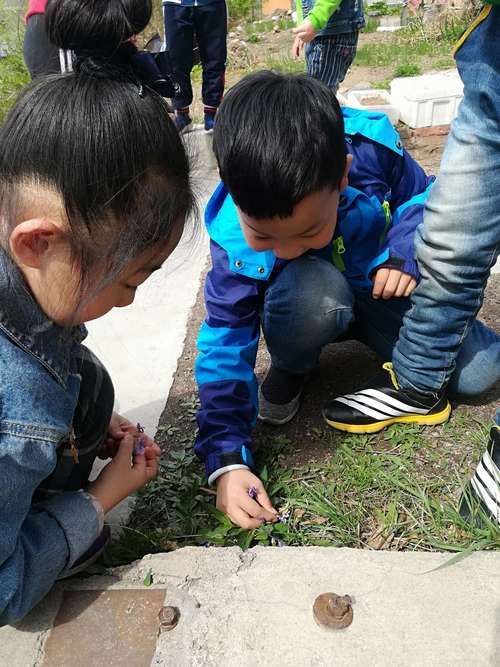 儿童蹲在小区院墙根观察蜗牛实拍
