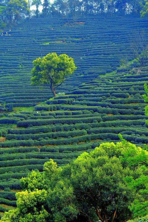 石台七都镇山坳里的露天茶垄采茶场景