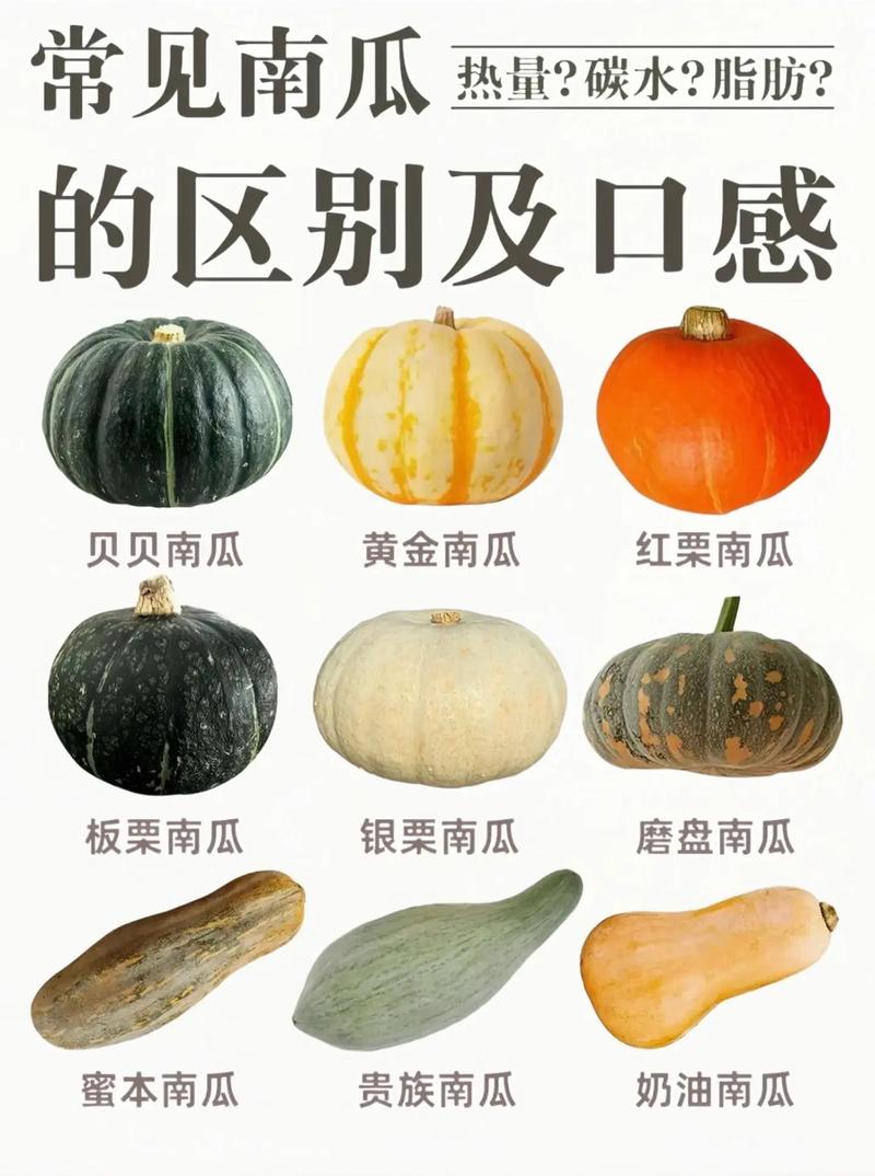 中国南瓜与印度南瓜品种对比图