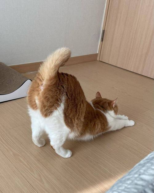家养母猫发情翘屁股行为实拍