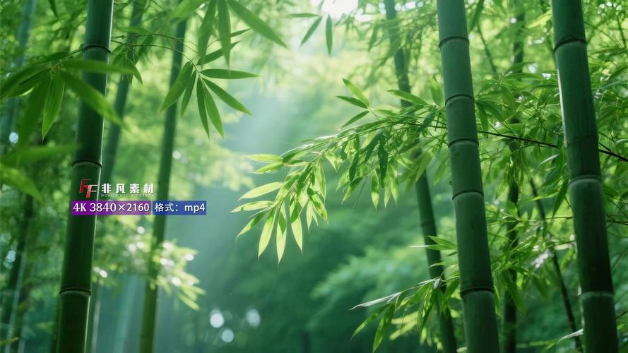 苍穹之影竹林光影场景4K截图对比