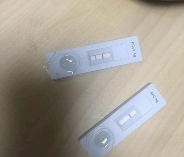 宠物医院猫杯状病毒试纸检测实拍图