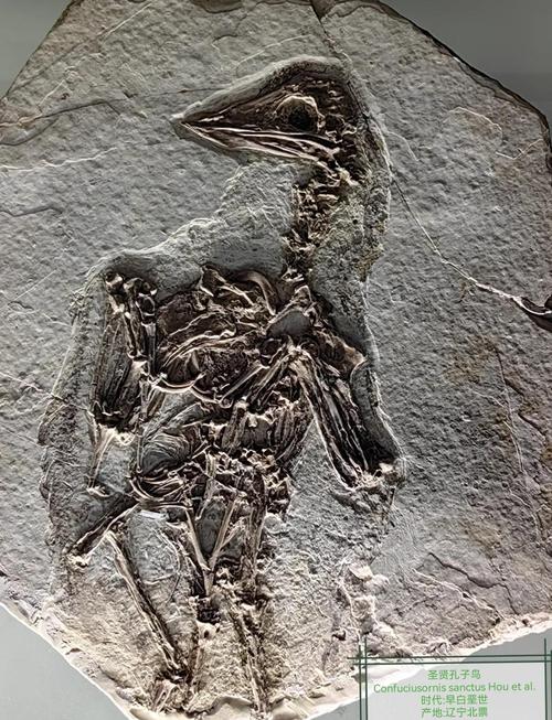 被盗挖损毁的带科学价值古生物化石标本图