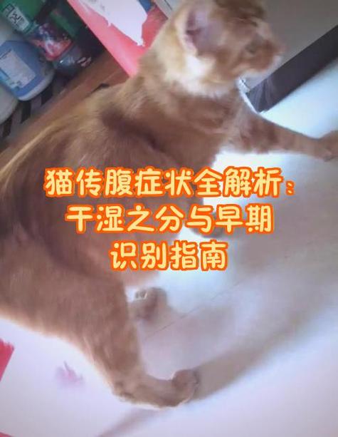 猫传腹湿型干型症状对比图
