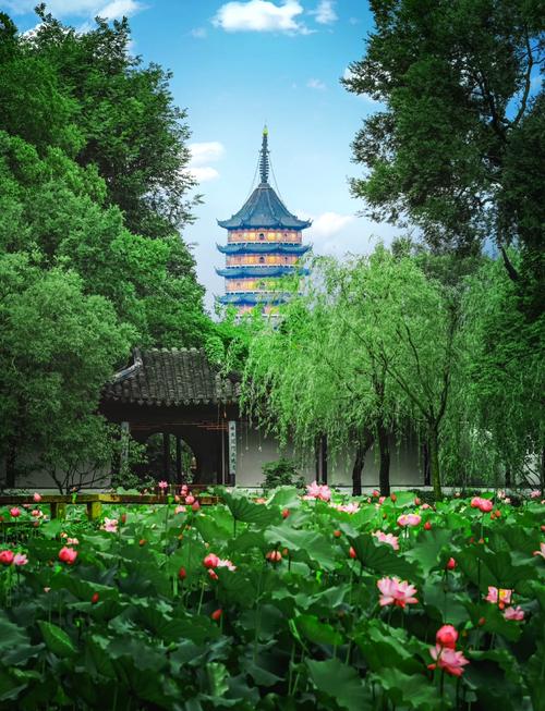 苏州拙政园夏季荷池景观