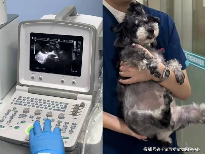 宠物医院检查猫咪腹部B超实拍图