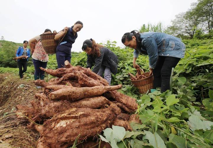 南漳薛坪深山村民采挖野生葛根的现场