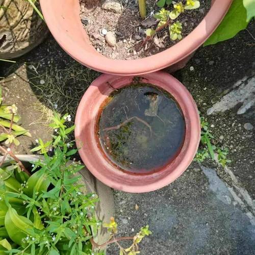 家庭阳台清理花盆托盘积水场景