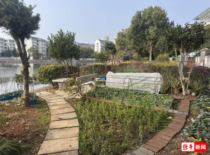 城市小区公共绿地被改私人菜园实景