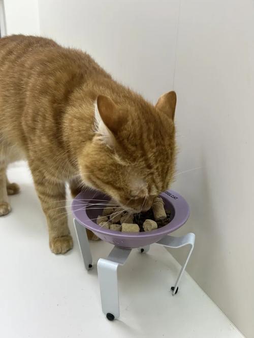 橘猫拒食 闻猫粮碗