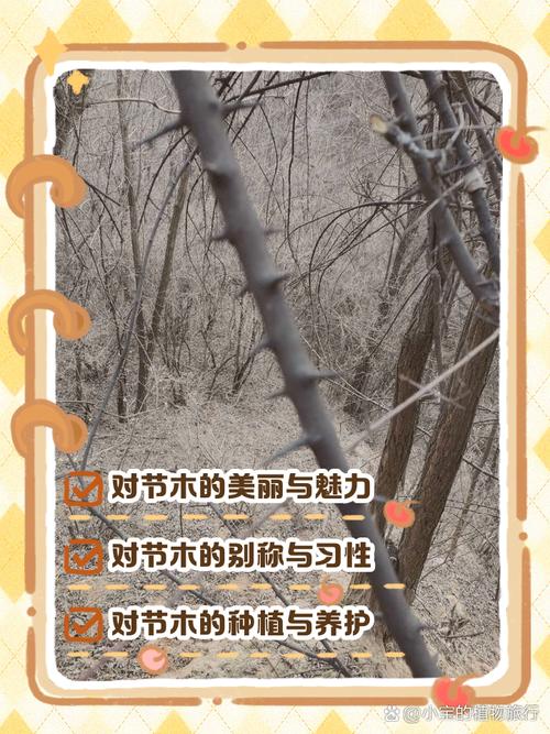 木头会说话：选对树种，才叫入门